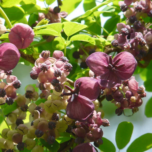 Premium Akebia Quinata Flower seeds for Planting Cottage Garden Essential, Heirloom & GMO Free Seeds for Home Garden seeds