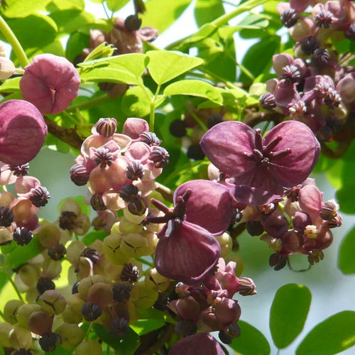 Premium Akebia Quinata Flower seeds for Planting Cottage Garden Essential, Heirloom & GMO Free Seeds for Home Garden seeds