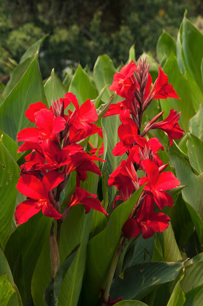 Tall Canna Lily Flower seeds for Planting - Sun Loving, Heirloom & GMO Free Seeds for Home Garden