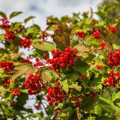 European Cranberry / Snowball Tree (Viburnum opulus) Seeds – Red Fruit & White Flowers