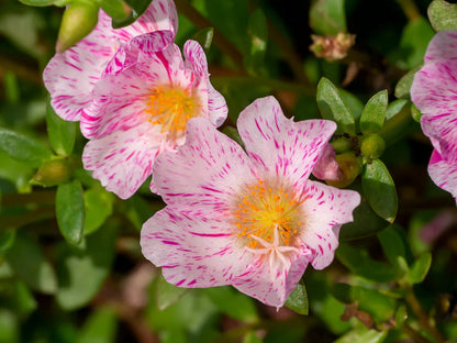 Sundial Peppermint Flower seeds for Planting Premium Quality Heirloom & GMO Free Seeds for Home Garden