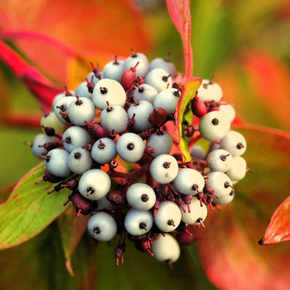 Fire and Ice Dogwood (Cornus Alba) Shrub Tree Variegated Red Bark White Berry & Flower Seeds