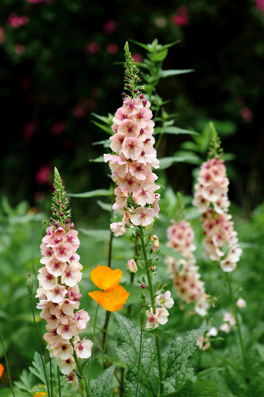 Antique Rose Verbascum Flower seeds for Planting Cottage Garden Essential, Heirloom & GMO Free Seeds for Home Garden Sale vegetable and garden seeds
