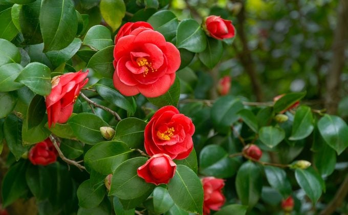 Camellia Flower seeds for Planting Shade Tolerant Heirloom & GMO Free Seeds for Home Garden