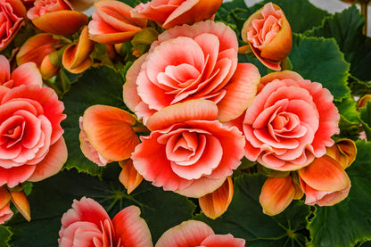 Begonia Flower seeds for Planting Cottage Garden Essential Heirloom & GMO Free Seeds for Home Garden