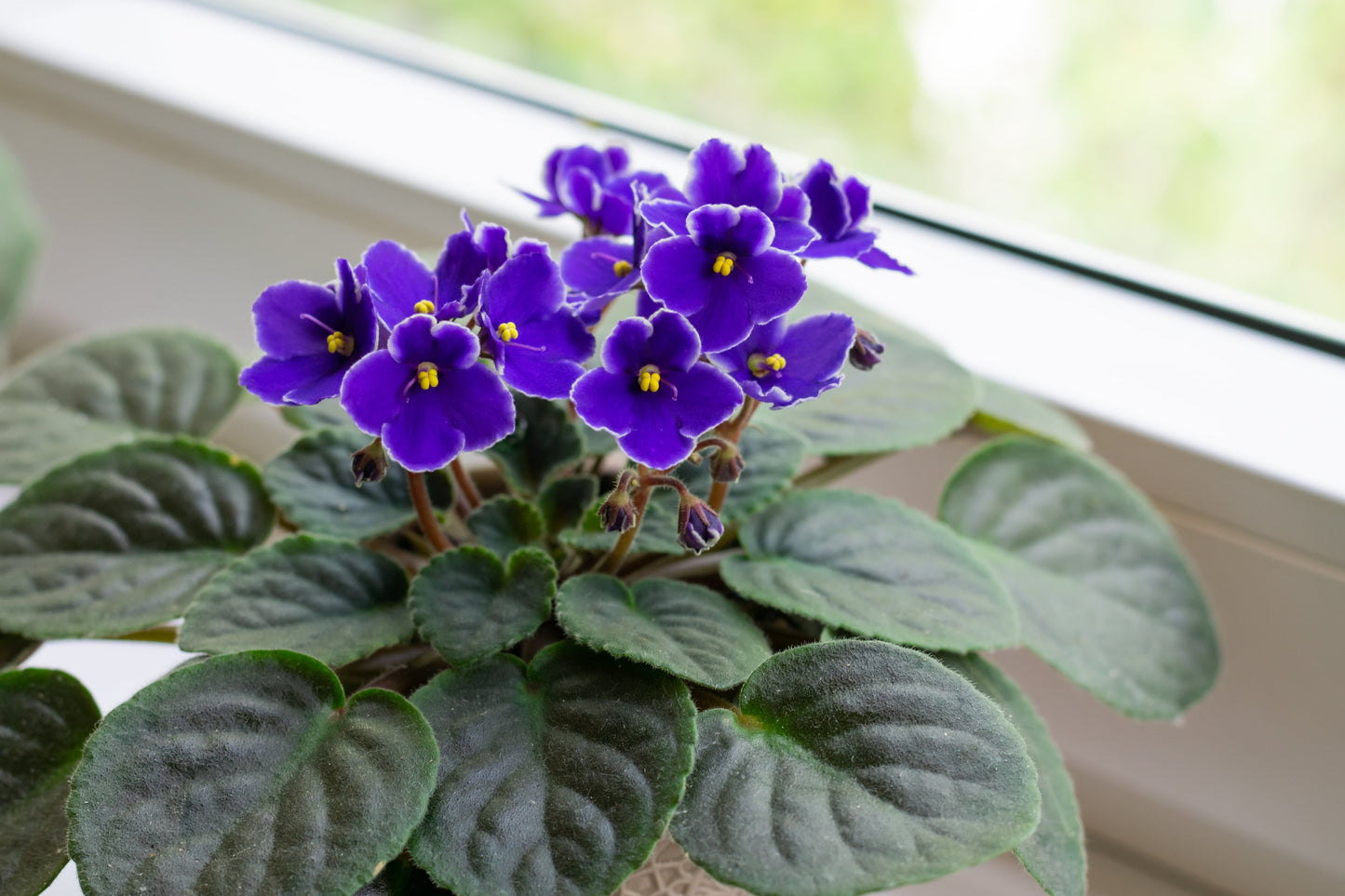 African Violet Flower seeds for Planting Long Bloom Season Heirloom & GMO Free Seeds for Home Garden