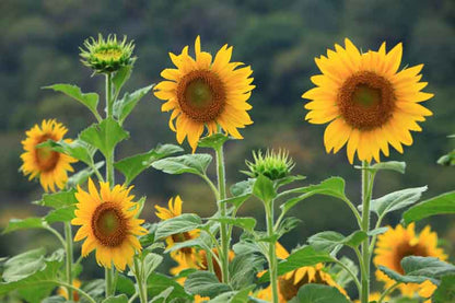 SunFlower seeds for Planting Premium Quality Heirloom & GMO Free Seeds for Home Garden