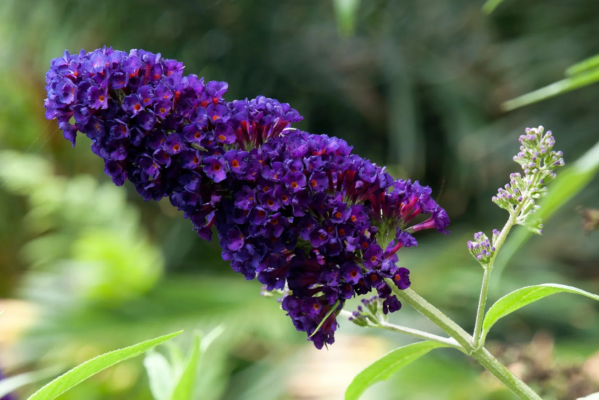 Mix Buddleia Davidii Flower seeds for Planting Seasonal Bloomer, Heirloom & GMO Free Seeds for Home Garden vegetable and garden seeds