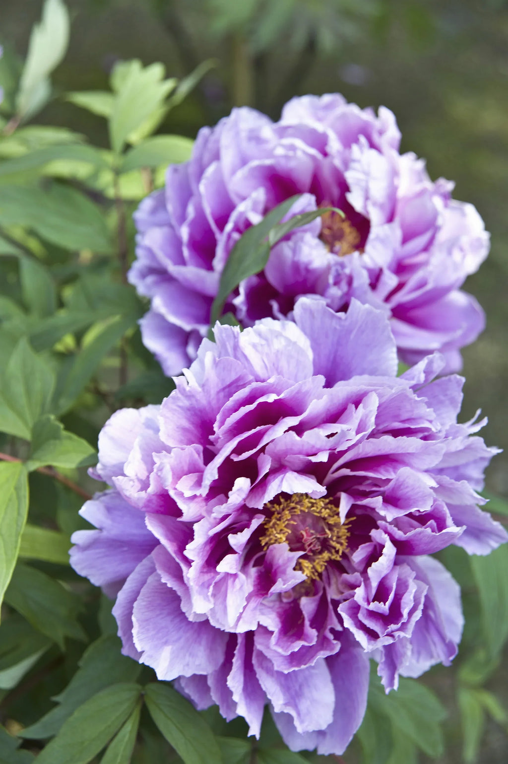 Purple Paeonia Suffruticosa Flower seeds for Planting Hardy Variety, Heirloom & GMO Free Seeds for Home Garden vegetable and garden seeds