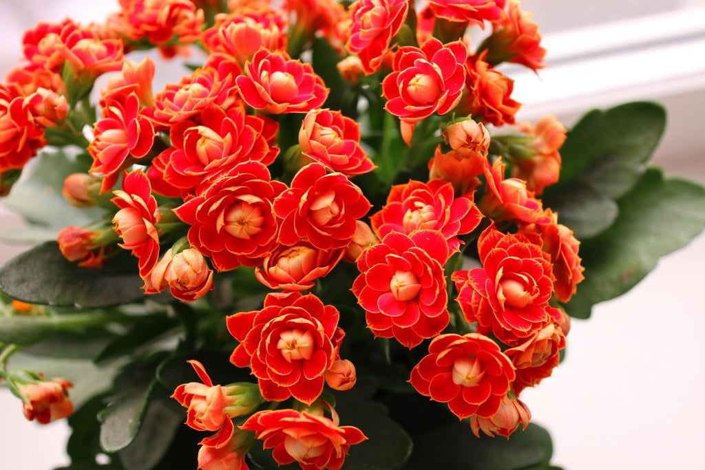 Red Yellow Kalanchoe Flower seeds for Planting Perfect for Borders, Heirloom & GMO Free Seeds for Home Garden seeds for planting