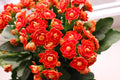 Red Yellow Kalanchoe Flower seeds for Planting Perfect for Borders, Heirloom & GMO Free Seeds for Home Garden seeds for planting