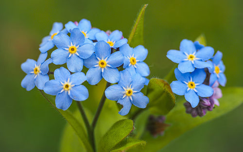 Premium Blue Alpine Forget me not Flower Seeds or Heavenly Hybrid MYOSOTIS ALPESTRIS/Pure Flower seeds for Planting Premium Quality, Heirloom GMO Free See seeds