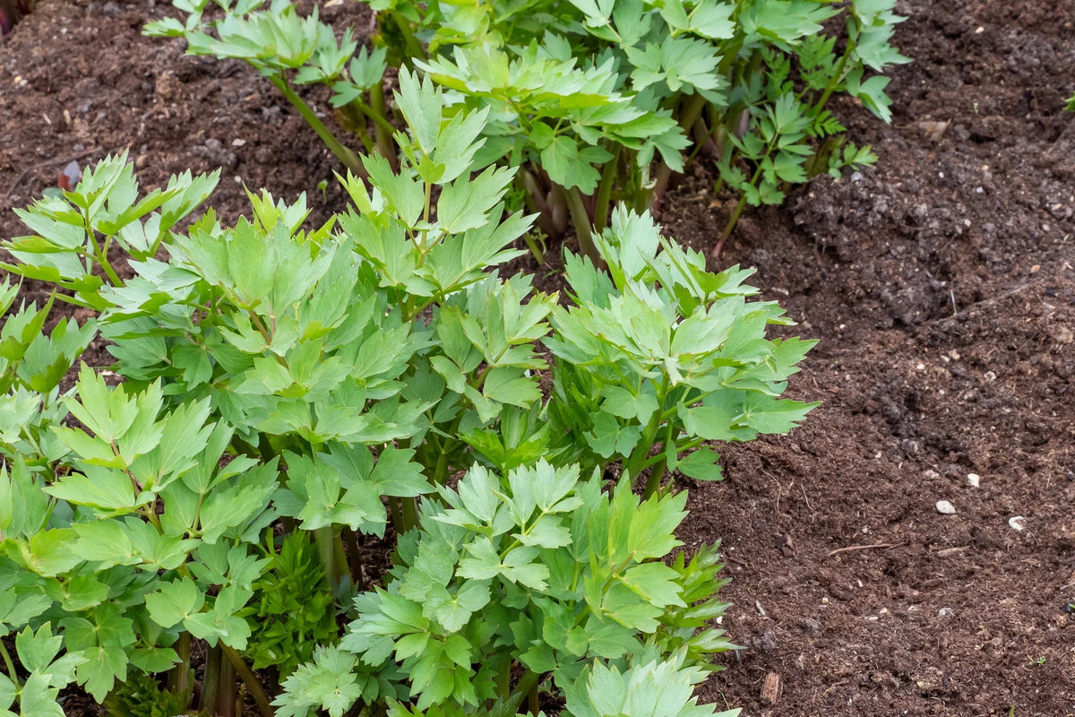 Lovage (Levistucum officinale) Herb Flower Seeds – Flavor Like Celery & Anise