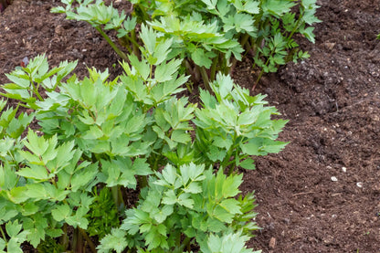 Lovage (Levistucum officinale) Herb Flower Seeds – Flavor Like Celery & Anise