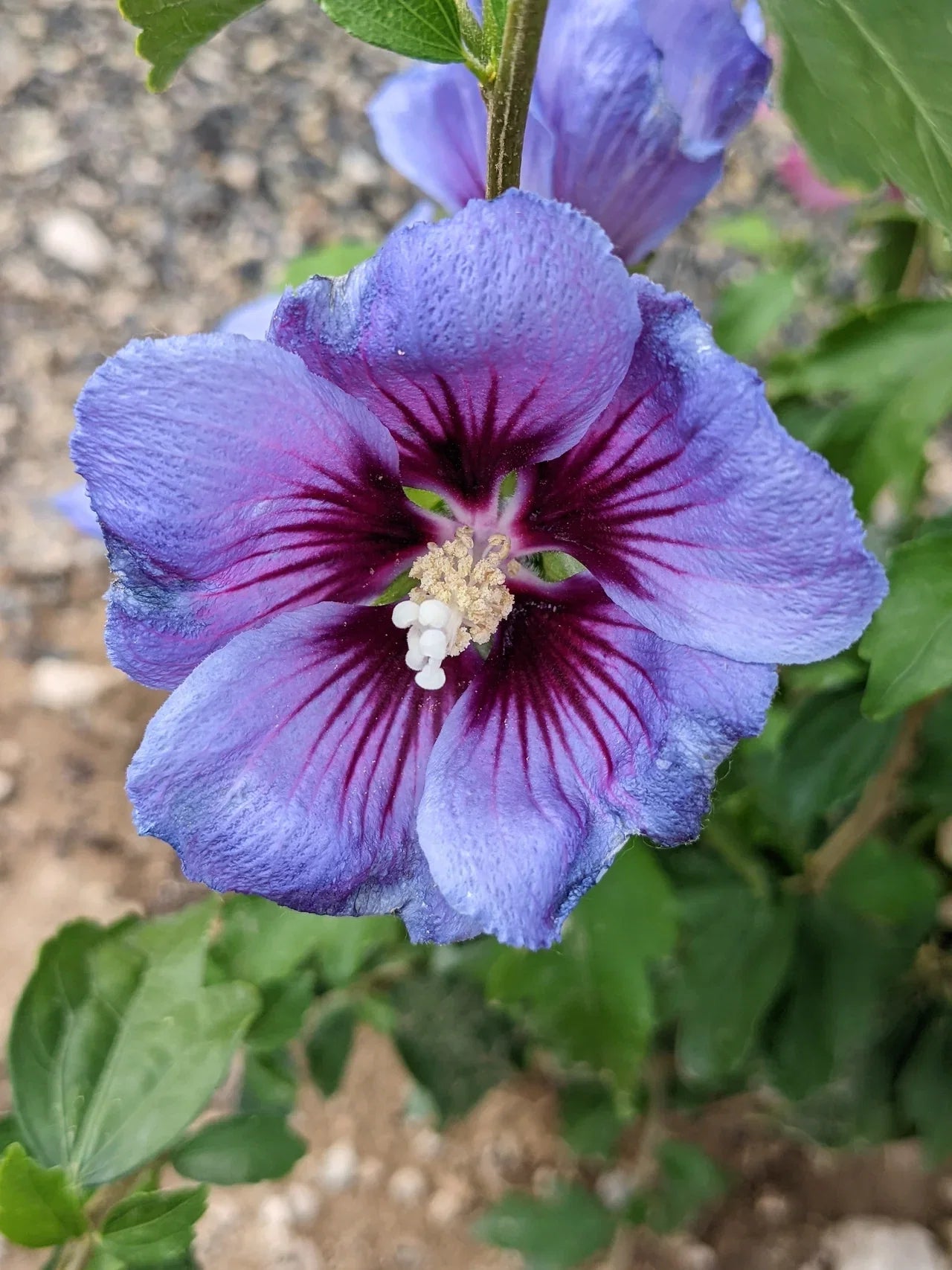 Hibiscus Syriacus Flower seeds for Planting Drought Tolerant Heirloom & GMO Free Seeds for Home Garden