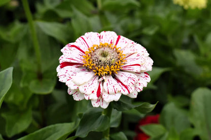 Elegans Peppermint Flower seeds for Planting Garden Favorite Heirloom & GMO Free Seeds for Home Garden