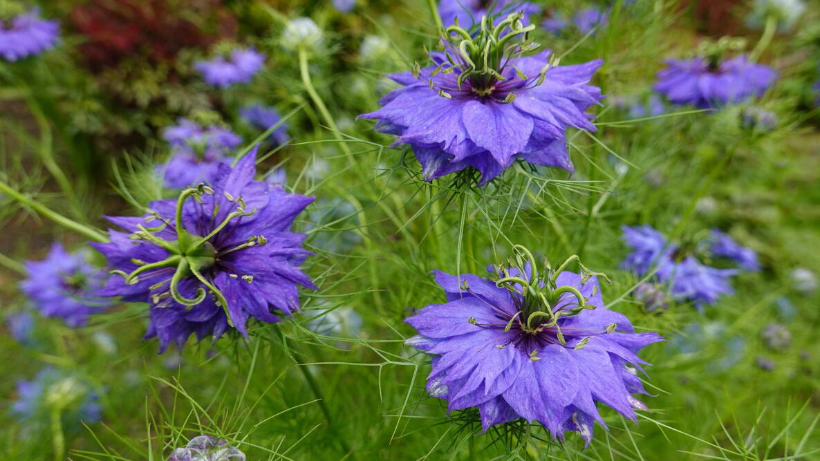 Premium Pink Nigella Damascena Flower seeds for Planting Wildflower Mix, Heirloom & GMO Free Seeds for Home Garden seeds
