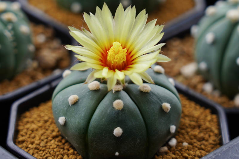 Premium Mixed Astrophytum Flower seeds for Planting Drought Tolerant, Heirloom & GMO Free Seeds for Home Garden seeds
