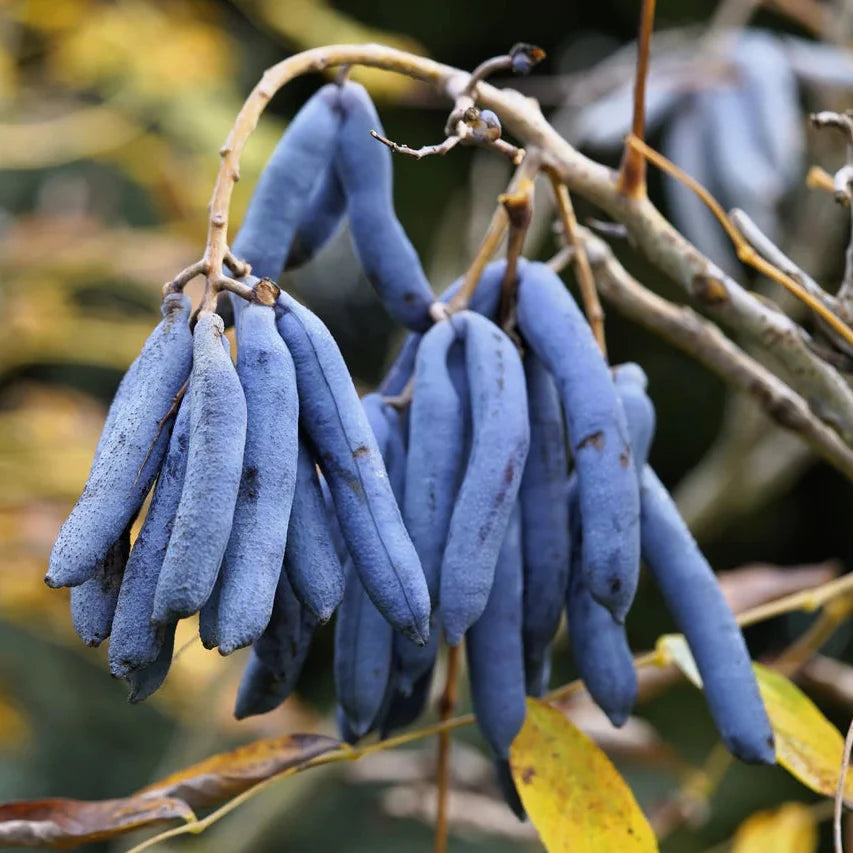 Blue Sausage Fruit (Decaisnea fargesii) Edible & Ornamental Tree Shrub Seeds