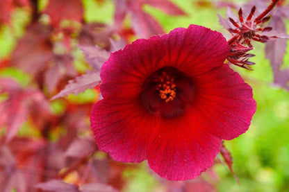 Cranberry Hibiscus Flower seeds for Planting Hardy Variety Heirloom & GMO Free Seeds for Home Garden