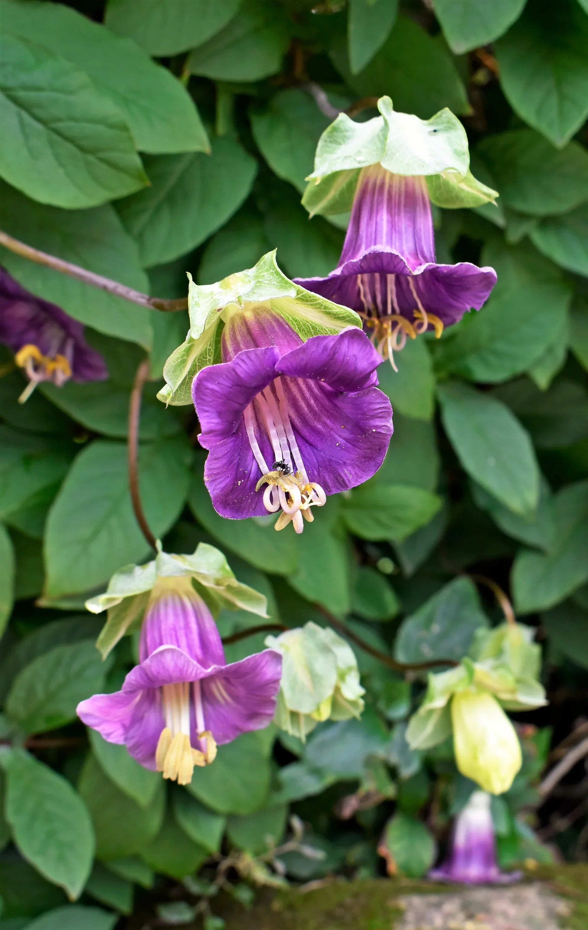 High quality Purple Cathedral Bells Cobaea Scandens Climber Hummingbird Flower seeds for Planting Bright Blooms, Heirloom & GMO Free Seeds for Home Garden seeds pack