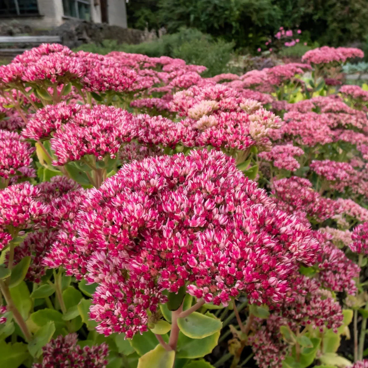 Pink Sedum Telephium Flower seeds for Planting - Wildflower Mix, Heirloom & GMO Free Seeds for Home Garden