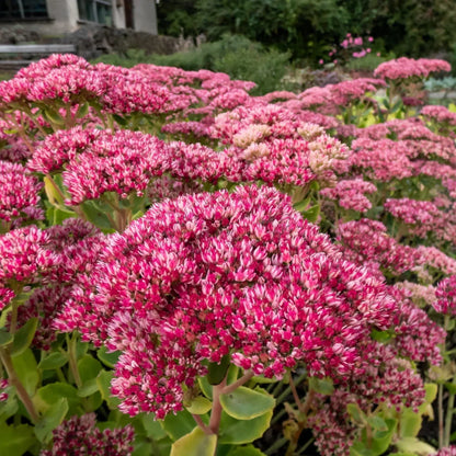Pink Sedum Telephium Flower seeds for Planting - Wildflower Mix, Heirloom & GMO Free Seeds for Home Garden
