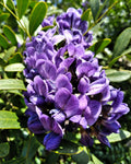 Mescal Flower seeds for Planting Easy to Grow Heirloom & GMO Free Seeds for Home Garden seeds for planting