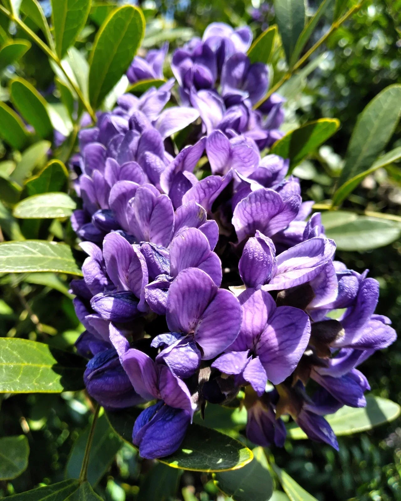 Mescal Flower seeds for Planting Easy to Grow Heirloom & GMO Free Seeds for Home Garden seeds for planting