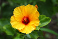 Hibiscus Light Yellow Flower seeds for Planting Bright Blooms, Heirloom & GMO Free Seeds for Home Garden seeds for planting