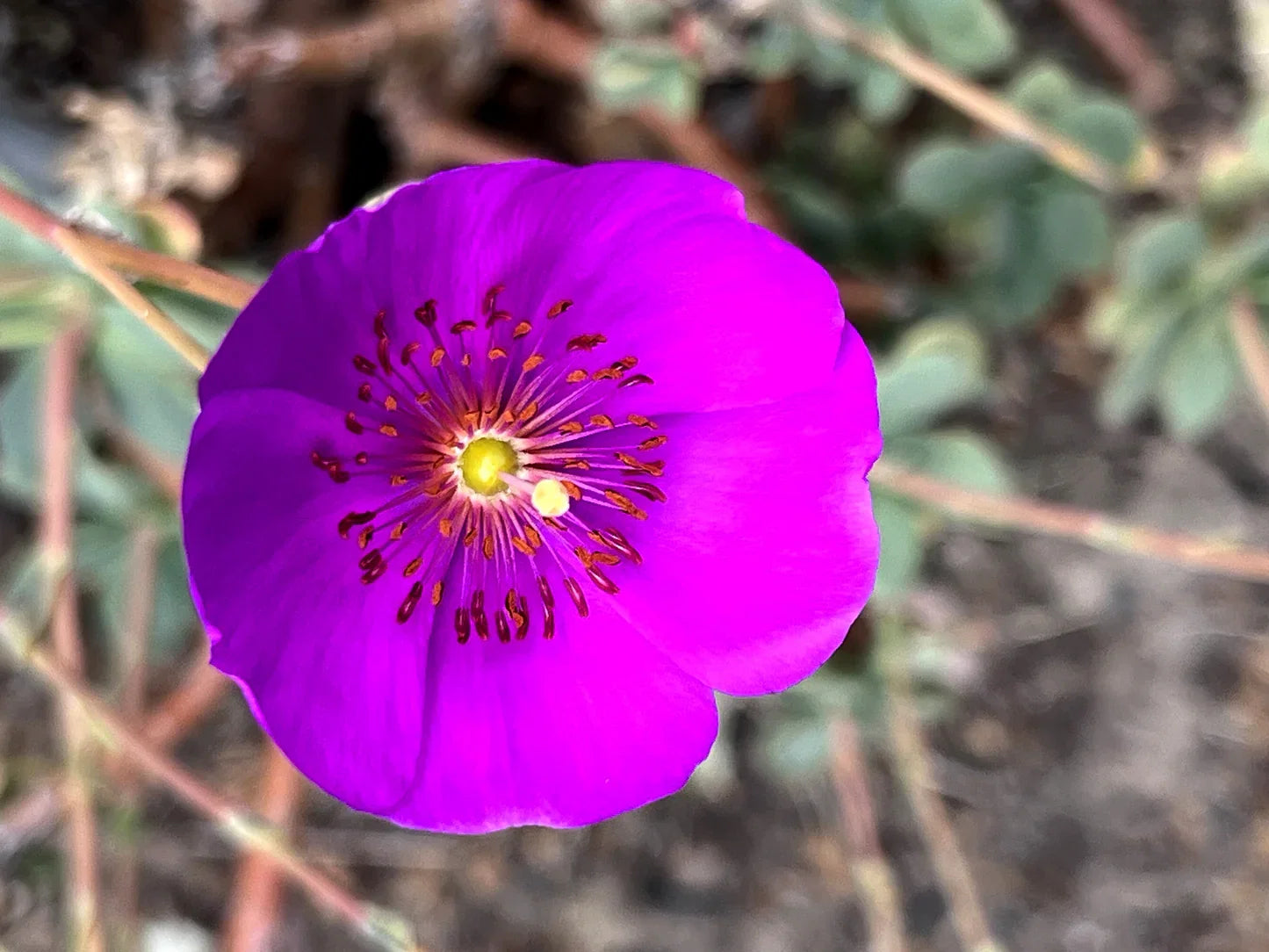 Pink Calandrinia Umbellata Flower seeds for Planting Cut Flower Favorite Heirloom & GMO Free Seeds for Home Garden