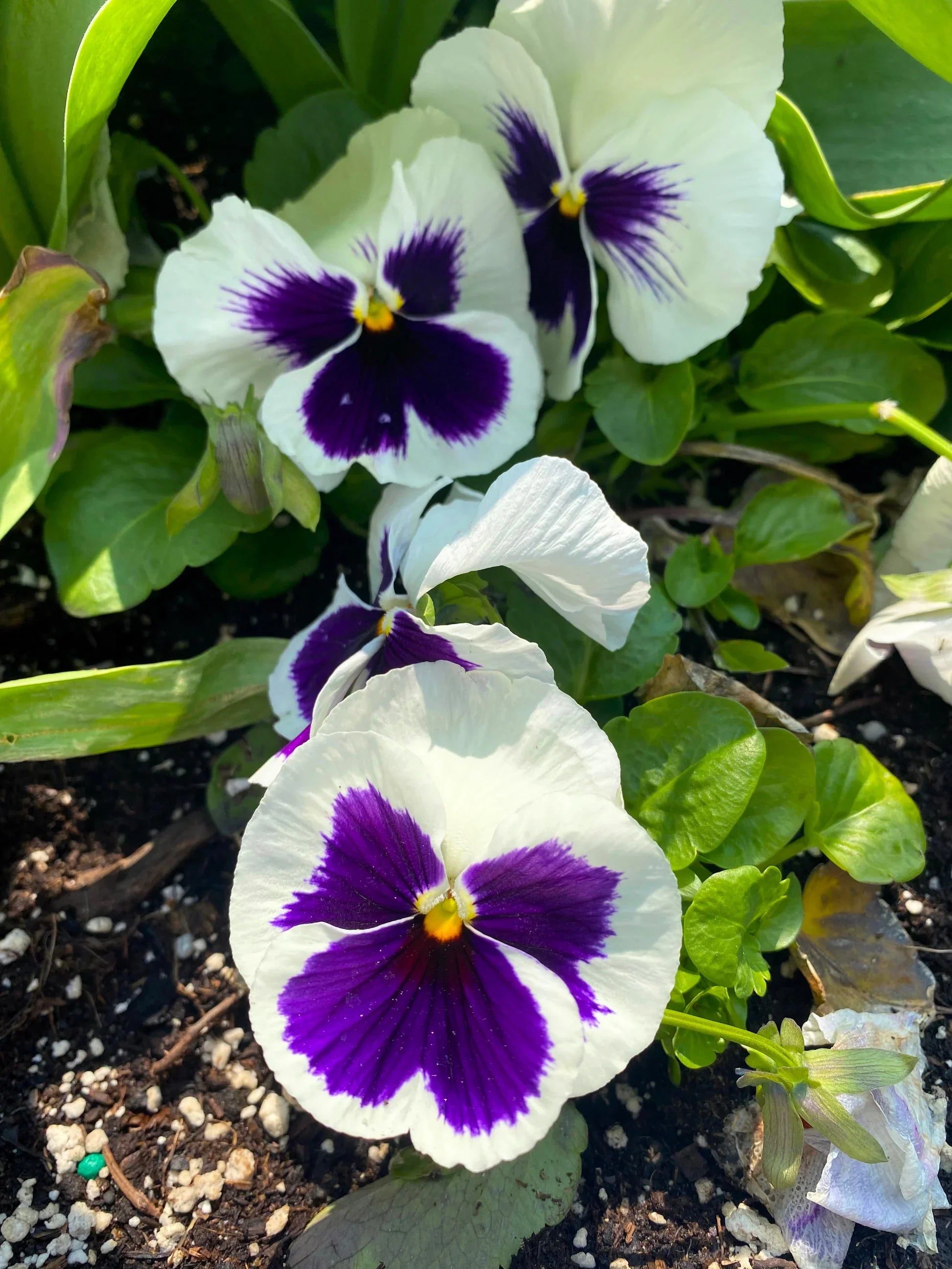 Premium White Blue Wittrockiana Flower seeds for Planting Easy to Grow, Heirloom & GMO Free Seeds for Home Garden seeds