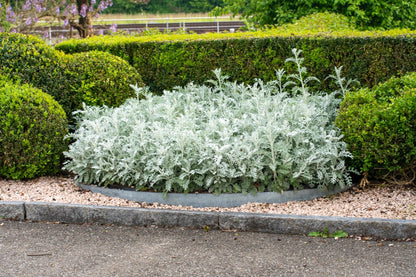 Cineraria Maritima Flower seeds for Planting, Bright Blooms Heirloom & GMO Free Seeds for Home Garden