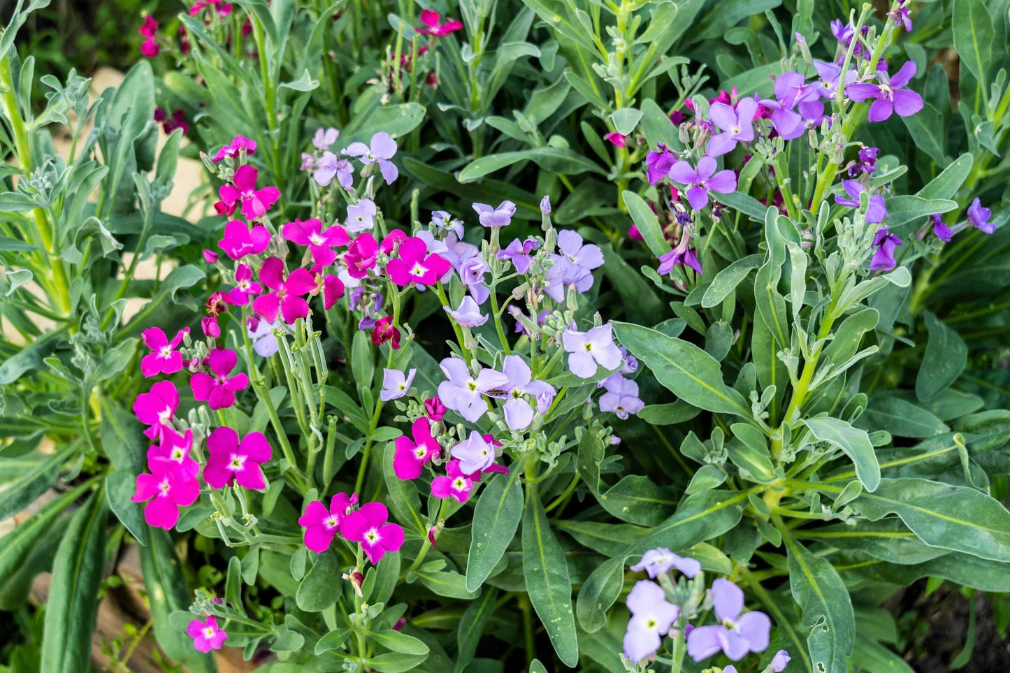 High quality Bicornis Flower seeds for Planting Colorful Display, Heirloom & GMO Free Seeds for Home Garden seeds pack