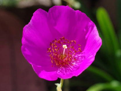 Red Rock Purslane 'Ruby Tuesday' (Calandrinia umbellata) Flower Herb Seeds