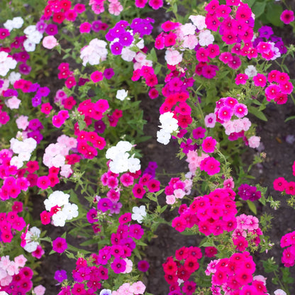 Heirloom Surfinia Flower seeds for Planting Sun Loving Heirloom & GMO Free Seeds for Home Garden