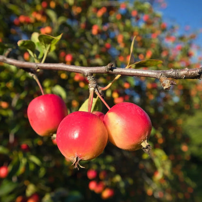 Sargent Crab Apple (Malus Sargentii) Shrub Hummingbird Flower White Red Seeds