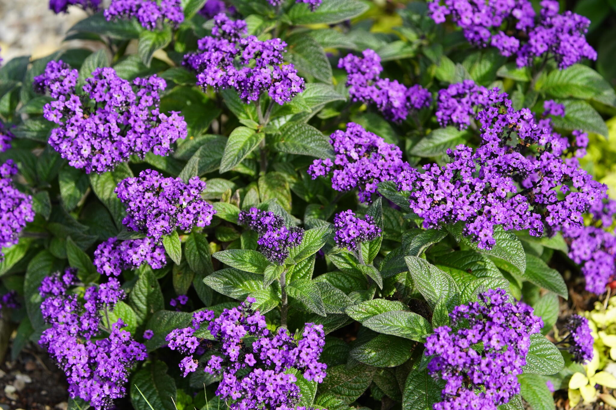 High quality Heliotrope Flower seeds for Planting Wildflower Mix, Heirloom & GMO Free Seeds for Home Garden seeds pack