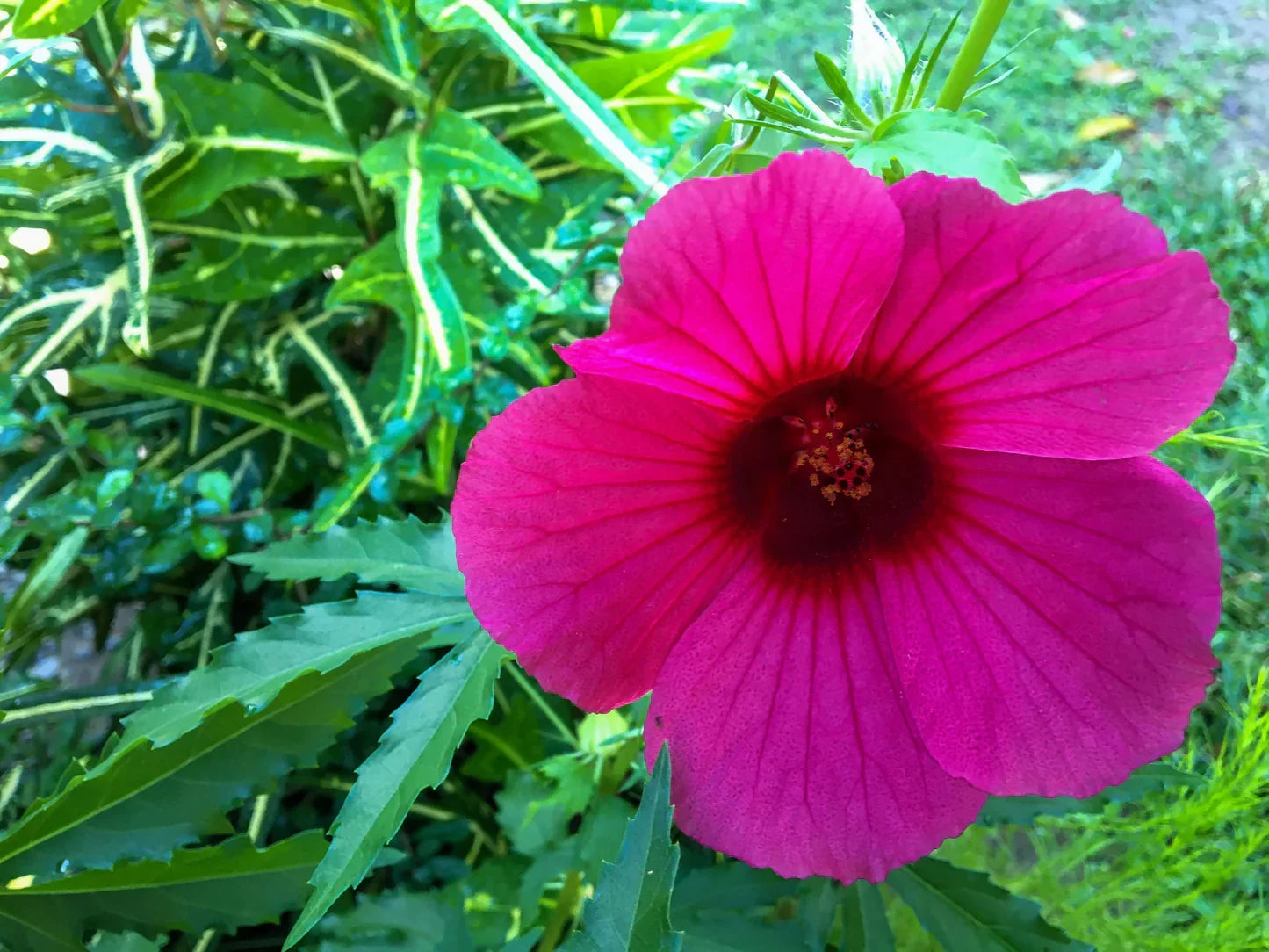 Cannabinus Flower seeds for Planting Vibrant Colors Heirloom & GMO Free Seeds for Home Garden