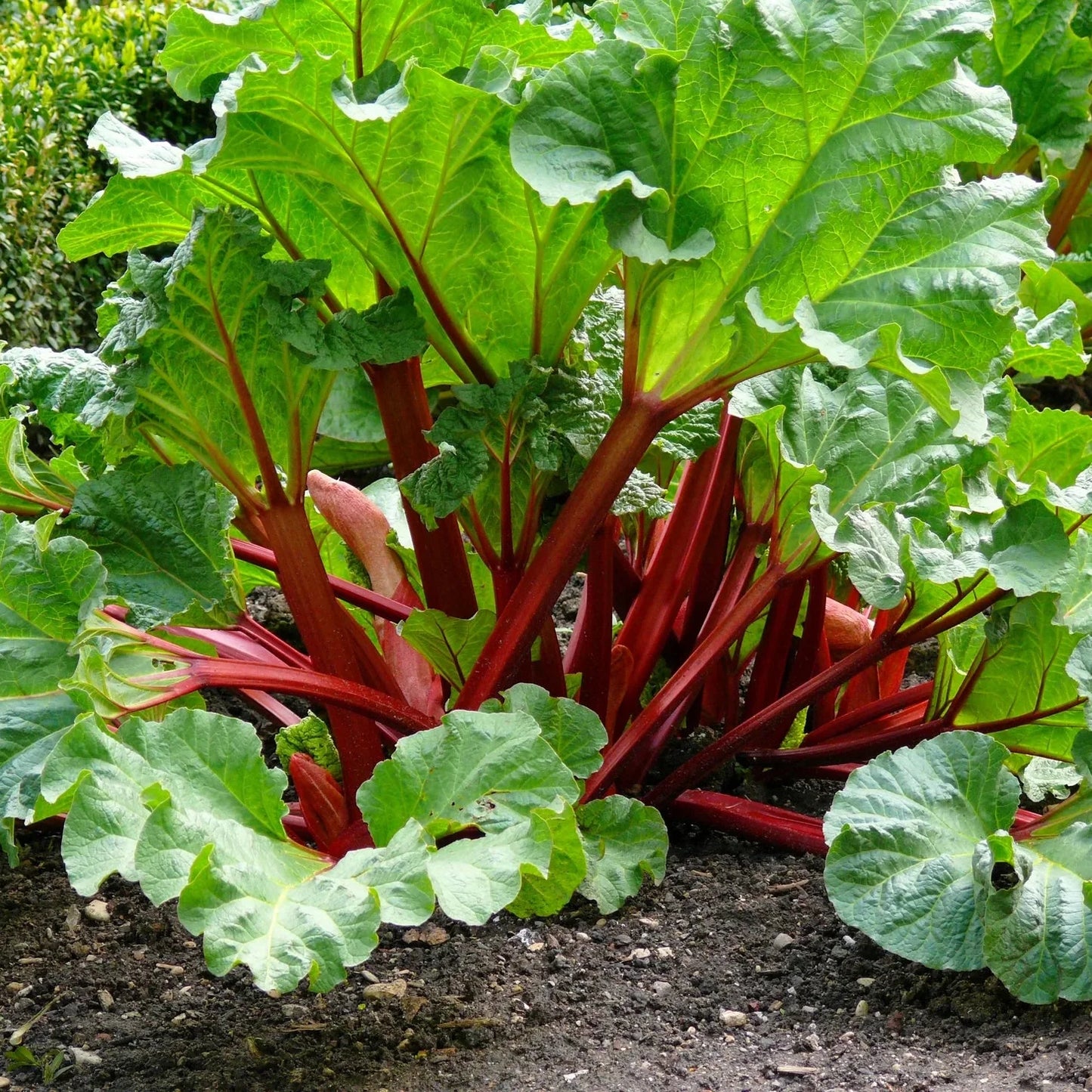 Glaskins Perpetual Rhubarb (Pieplant) Rheum rhabarbarum Vegetable Seeds