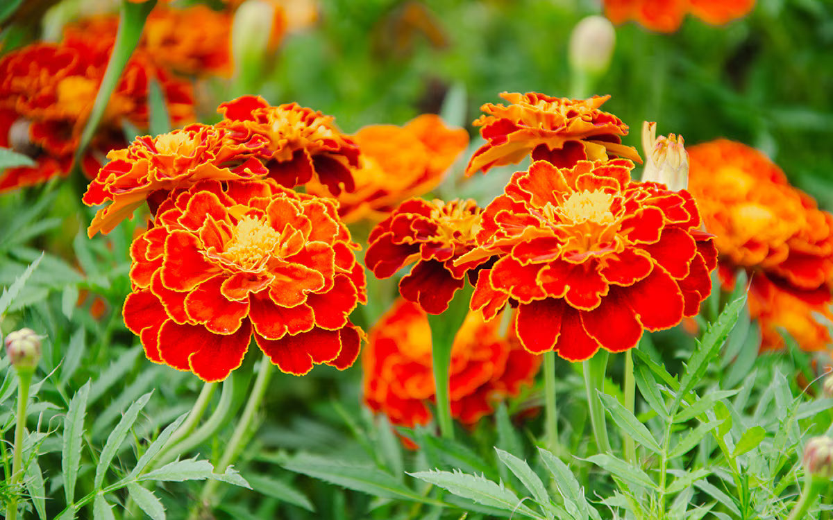 French Marigold Flower seeds for Planting, Hardy Variety Heirloom & GMO Free Seeds for Home Garden