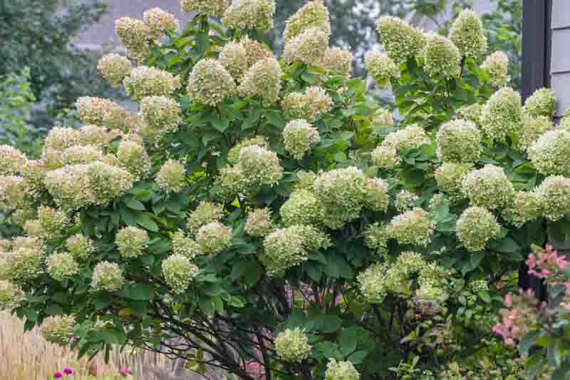 Premium Light Yellow Hydrangea Flower seeds for Planting Cut Flower Favorite, Heirloom & GMO Free Seeds for Home Garden seeds