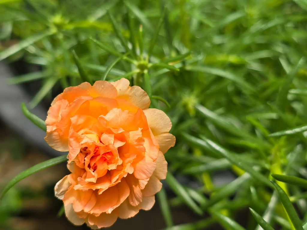 Light Orange Carnation Flower seeds for Planting Wildflower Mix, Heirloom & GMO Free Seeds for Home Garden seeds for planting