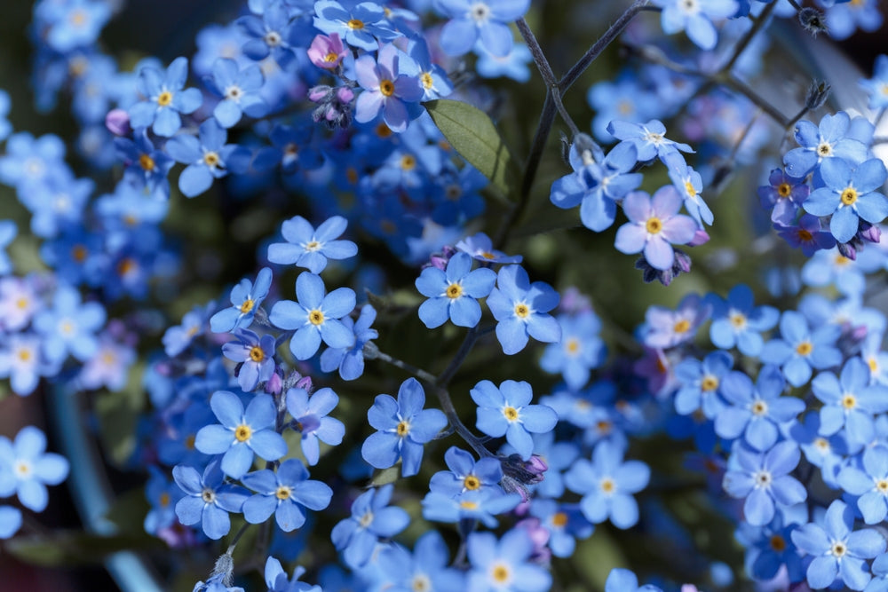 Blue Alpine Forget me not Flower Seeds or Heavenly Hybrid MYOSOTIS ALPESTRIS/Pure Flower seeds for Planting Premium Quality, Heirloom GMO Free See vegetable and garden seeds