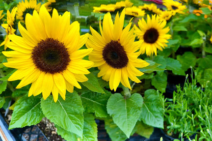 Helianthus Flower seeds for Planting Drought Tolerant Heirloom & GMO Free Seeds for Home Garden