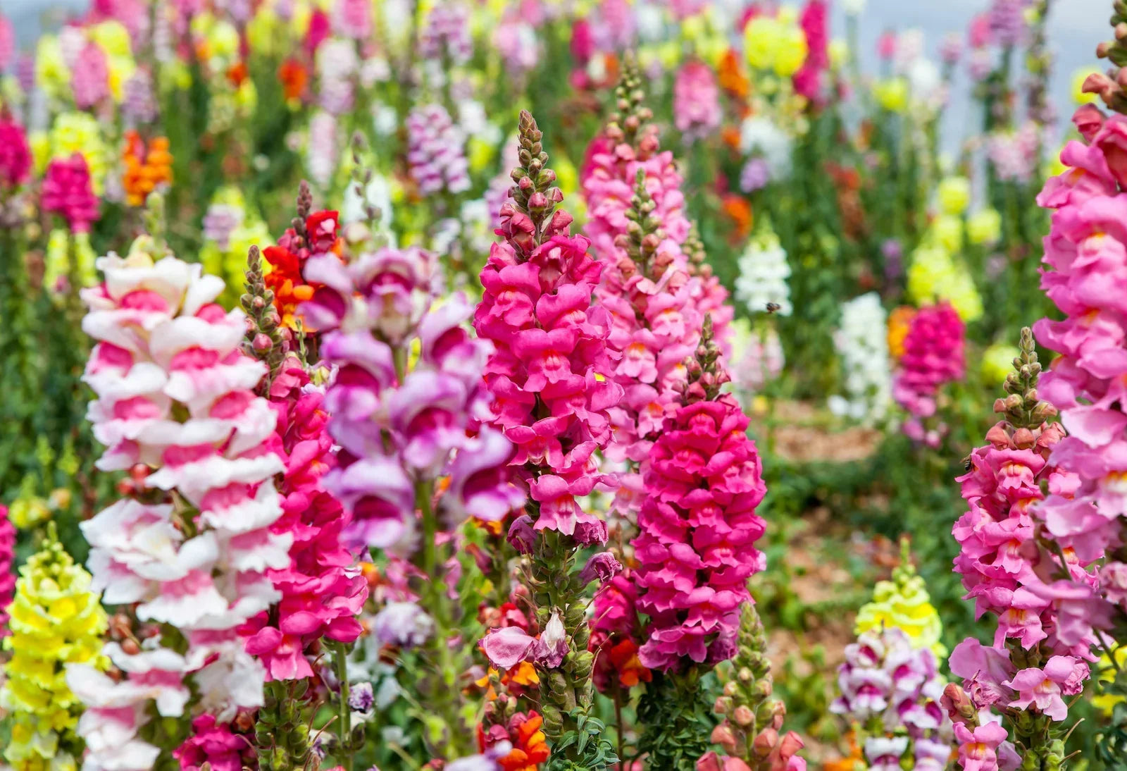Antirrhinum Flower seeds for Planting Bright Blooms Heirloom & GMO Free Seeds for Home Garden seeds for planting
