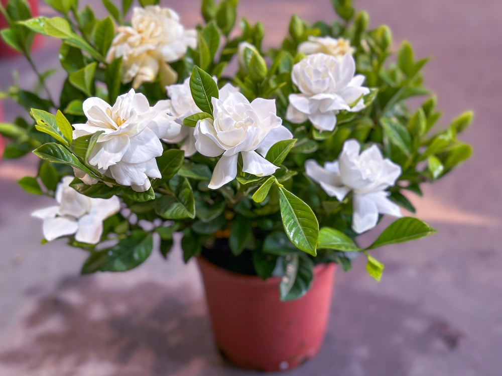 Gardenia Flower seeds for Planting Garden Favorite Heirloom & GMO Free Seeds for Home Garden