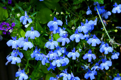 Regatta Flower seeds for Planting Wildflower Mix Heirloom & GMO Free Seeds for Home Garden