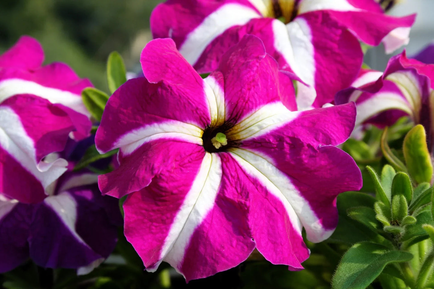 Ultra Star Petunia Violacea Flower seeds for Planting Vibrant Colors Heirloom & GMO Free Seeds for Home Garden