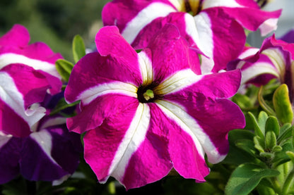 Ultra Star Petunia Violacea Flower seeds for Planting Vibrant Colors Heirloom & GMO Free Seeds for Home Garden
